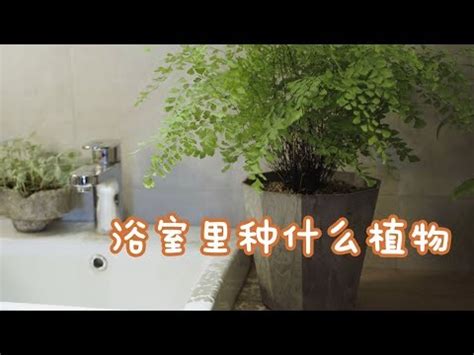 適合放在浴室的植物|適合放在浴室廁所的植物